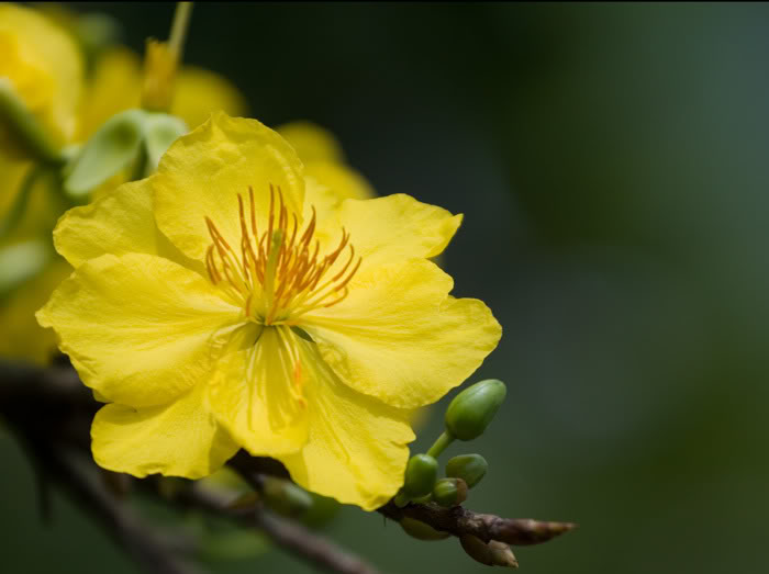 ประเพณีการฉลองเทศกาลตรุษเต็ตของคนภาคใต้